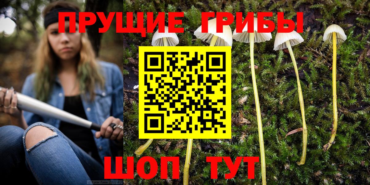 Псилоцибиновые грибы Psilocybe Черногорск