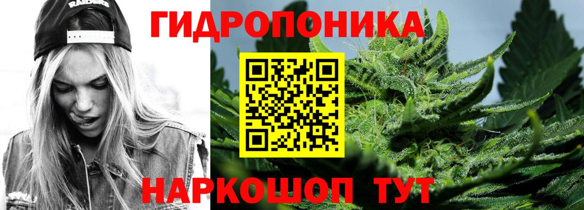Конопля гибрид Черногорск